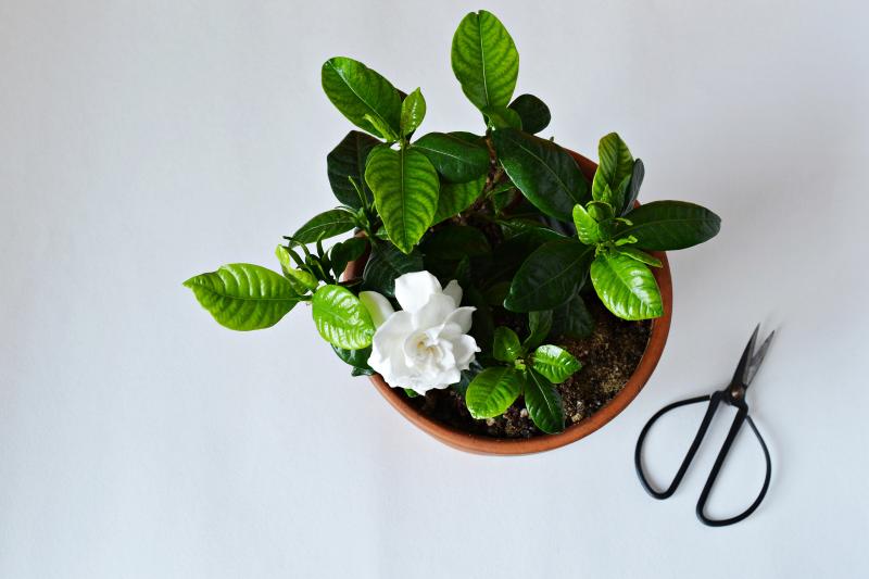 To encourage more blooms on your indoor gardenia, be sure to trim off all woody stems. MARUSHKA VOLKOVA PHOTO/ADOBE STOCK